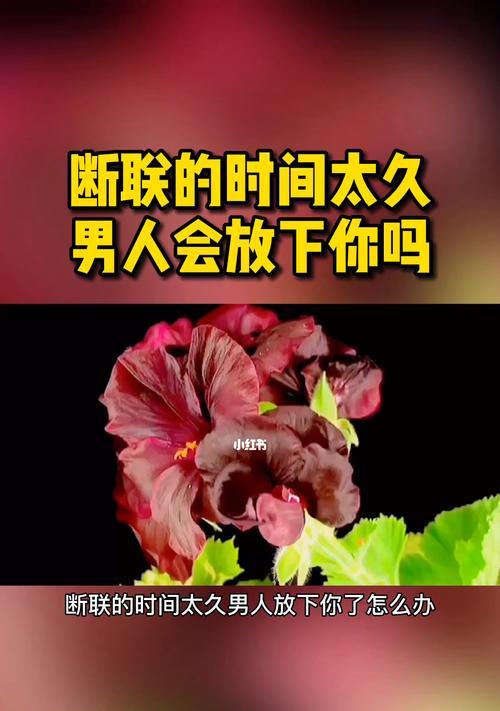 分手已久，还能挽回吗（如何重燃旧爱的火焰）